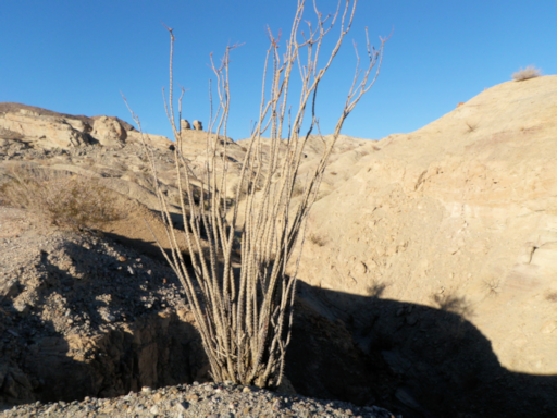 ocotillo in Anza-Borrego SP