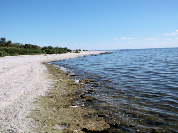 salton sea